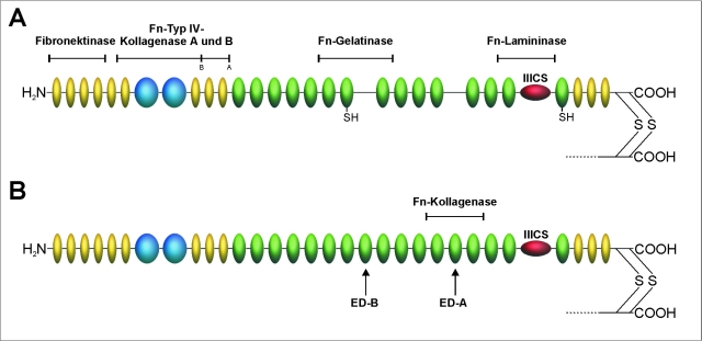 Fibronektin-Proteasen